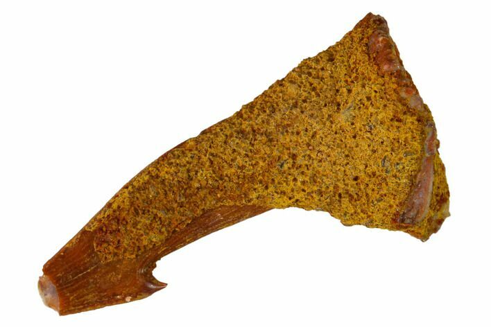Bargain, Fossil Sawfish (Onchopristis) Rostral Barb - Morocco #145686